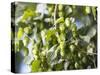 Hop Plant with Buds (Humulus Lupos)-Martina Schindler-Stretched Canvas