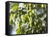 Hop Plant with Buds (Humulus Lupos)-Martina Schindler-Framed Stretched Canvas