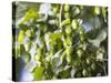 Hop Plant with Buds (Humulus Lupos)-Martina Schindler-Stretched Canvas