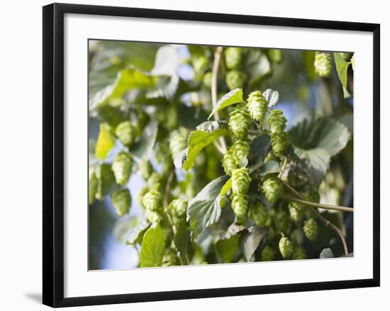 Hop Plant with Buds (Humulus Lupos)-Martina Schindler-Framed Photographic Print