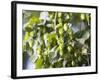 Hop Plant with Buds (Humulus Lupos)-Martina Schindler-Framed Photographic Print