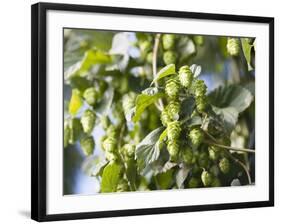 Hop Plant with Buds (Humulus Lupos)-Martina Schindler-Framed Photographic Print