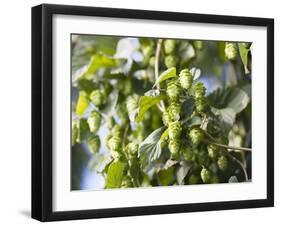 Hop Plant with Buds (Humulus Lupos)-Martina Schindler-Framed Photographic Print
