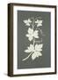 Hop plant-Philipp Otto Runge-Framed Giclee Print