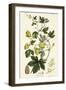 Hop Vine, from The Young Landsman, Published Vienna, 1845-Matthias Trentsensky-Framed Giclee Print