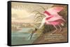 Hopes Are Shy Birds-John James Audubon-Framed Stretched Canvas