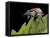 Hoplia Coerulea (Scarabaeid Beetle) - Female-Paul Starosta-Framed Stretched Canvas