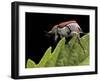 Hoplia Coerulea (Scarabaeid Beetle) - Female-Paul Starosta-Framed Photographic Print