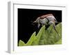 Hoplia Coerulea (Scarabaeid Beetle) - Female-Paul Starosta-Framed Photographic Print