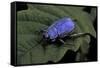 Hoplia Coerulea (Scarabaeid Beetle) - Male-Paul Starosta-Framed Stretched Canvas