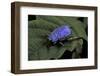 Hoplia Coerulea (Scarabaeid Beetle) - Male-Paul Starosta-Framed Photographic Print