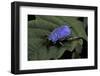 Hoplia Coerulea (Scarabaeid Beetle) - Male-Paul Starosta-Framed Photographic Print