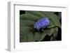 Hoplia Coerulea (Scarabaeid Beetle) - Male-Paul Starosta-Framed Photographic Print