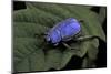 Hoplia Coerulea (Scarabaeid Beetle) - Male-Paul Starosta-Mounted Photographic Print