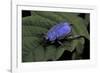 Hoplia Coerulea (Scarabaeid Beetle) - Male-Paul Starosta-Framed Photographic Print