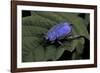 Hoplia Coerulea (Scarabaeid Beetle) - Male-Paul Starosta-Framed Photographic Print