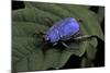 Hoplia Coerulea (Scarabaeid Beetle) - Male-Paul Starosta-Mounted Photographic Print
