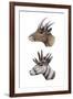 Hoplitomeryx and Hexameryx-null-Framed Photographic Print