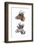 Hoplitomeryx and Hexameryx-null-Framed Photographic Print