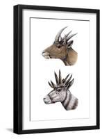 Hoplitomeryx and Hexameryx-null-Framed Premium Photographic Print
