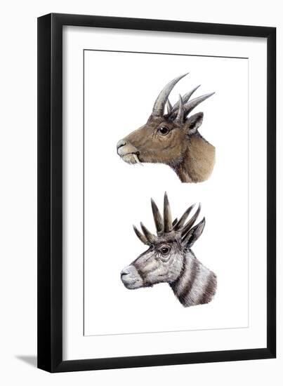 Hoplitomeryx and Hexameryx-null-Framed Premium Photographic Print