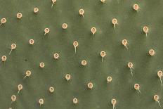 Cactus Texture-hopre-Laminated Photographic Print