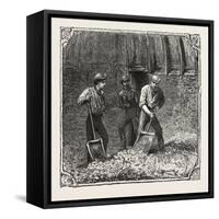Hops and Hop Pickers, in a Kentish Hop Garden, Kent, England, Turning Hops in the Kiln, 1876, Uk-null-Framed Stretched Canvas