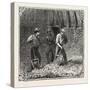 Hops and Hop Pickers, in a Kentish Hop Garden, Kent, England, Turning Hops in the Kiln, 1876, Uk-null-Stretched Canvas