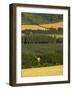 Hops, Darent Valley, Near Shoreham, Kent, England, United Kingdom, Europe-David Hughes-Framed Photographic Print