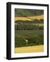 Hops, Darent Valley, Near Shoreham, Kent, England, United Kingdom, Europe-David Hughes-Framed Photographic Print