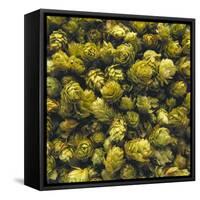 Hops (Filling the Picture)-Herbert Lehmann-Framed Stretched Canvas