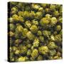 Hops (Filling the Picture)-Herbert Lehmann-Stretched Canvas