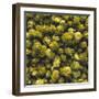 Hops (Filling the Picture)-Herbert Lehmann-Framed Photographic Print