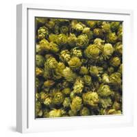 Hops (Filling the Picture)-Herbert Lehmann-Framed Photographic Print