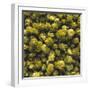 Hops (Filling the Picture)-Herbert Lehmann-Framed Photographic Print