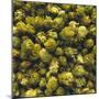 Hops (Filling the Picture)-Herbert Lehmann-Mounted Photographic Print