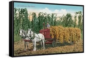 Hops Harvest in California-null-Framed Stretched Canvas