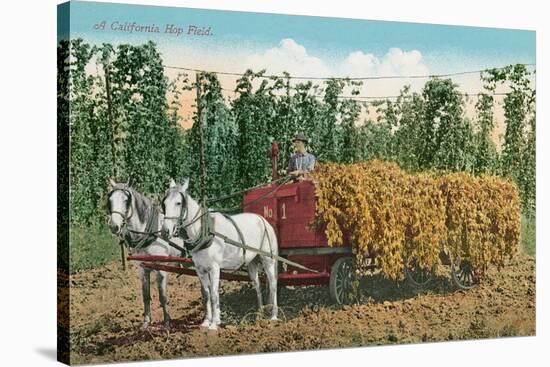 Hops Harvest in California-null-Stretched Canvas