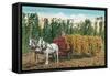 Hops Harvest in California-null-Framed Stretched Canvas