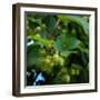 Hops-Magda Indigo-Framed Photographic Print