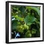 Hops-Magda Indigo-Framed Photographic Print