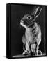 Horace the Irish Hare-Carl Mydans-Framed Stretched Canvas