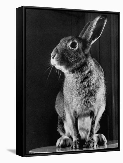 Horace the Irish Hare-Carl Mydans-Framed Stretched Canvas