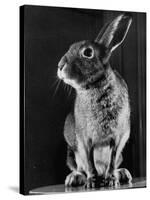 Horace the Irish Hare-Carl Mydans-Stretched Canvas