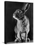 Horace the Irish Hare-Carl Mydans-Stretched Canvas