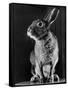 Horace the Irish Hare-Carl Mydans-Framed Stretched Canvas