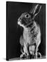 Horace the Irish Hare-Carl Mydans-Stretched Canvas