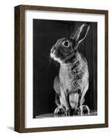 Horace the Irish Hare-Carl Mydans-Framed Photographic Print