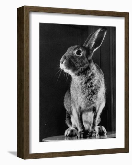 Horace the Irish Hare-Carl Mydans-Framed Photographic Print