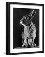 Horace the Irish Hare-Carl Mydans-Framed Photographic Print